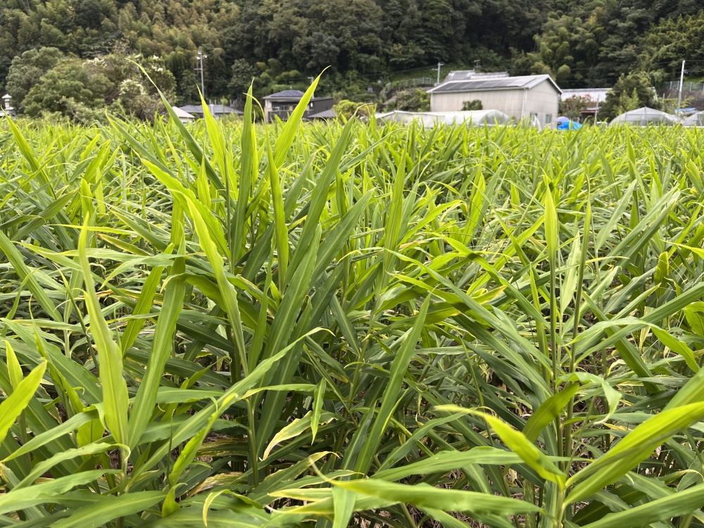 最盛期で値下げ【せとかM・L3Kg】超減農薬露地栽培・とろ～り！触感が最高-