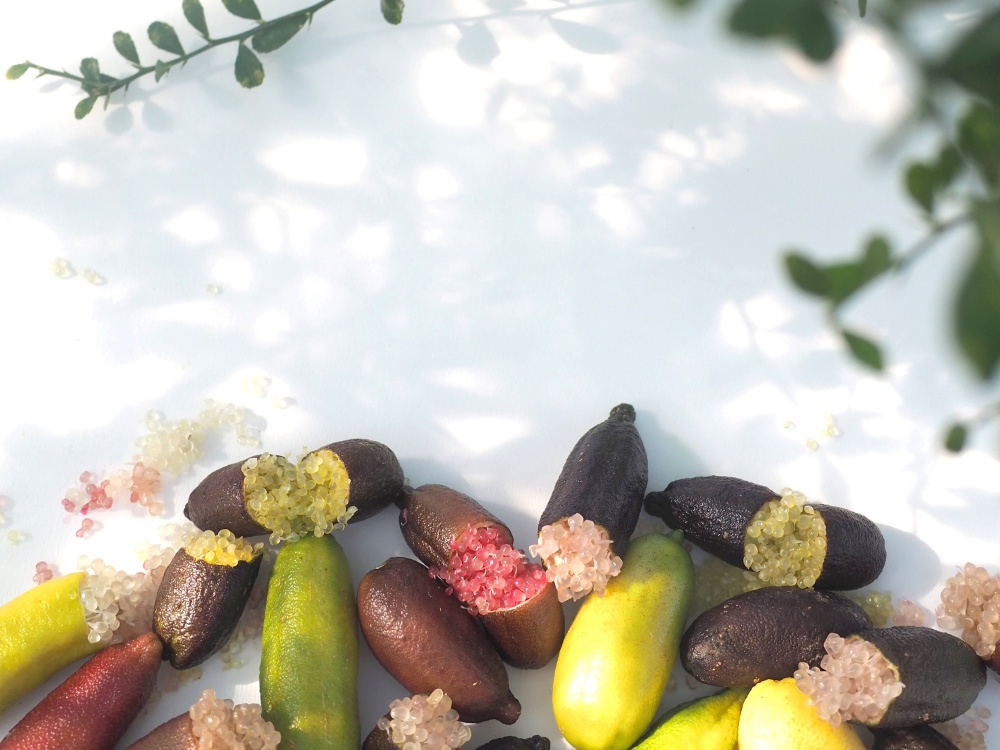 フィンガーライム｜高知まるごとネット