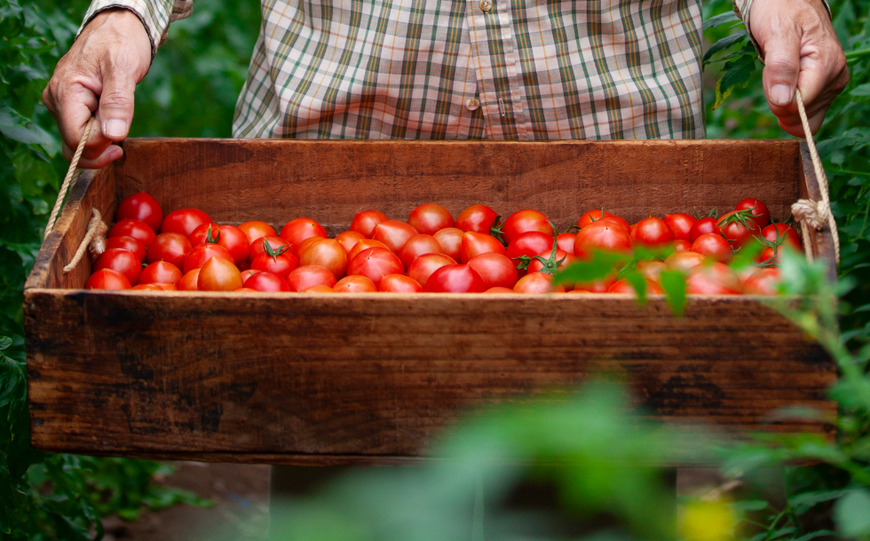 徳谷はじまりトマト