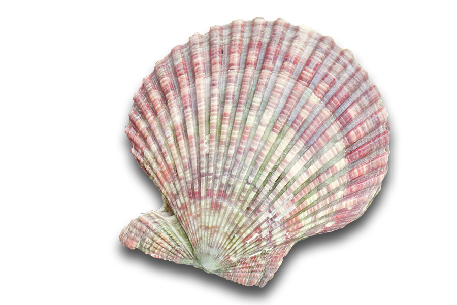 土佐の貝類イメージ