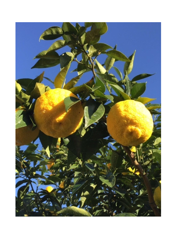 竹﨑豊｜北川村ゆず王国株式会社｜高知まるごとネット