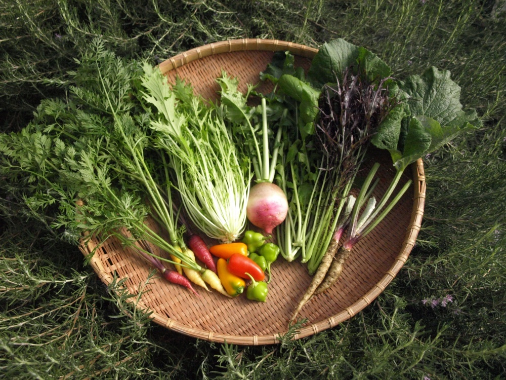 季節の野菜セット 7品目セット